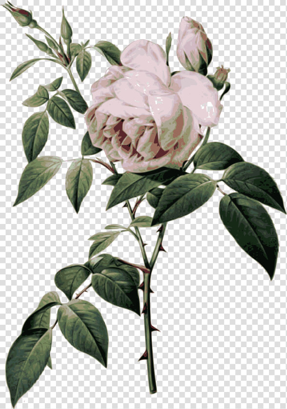 Rose Botanical Illustration   Png Download   Rose Botanical Chart  Transparent PngTransparent PNG