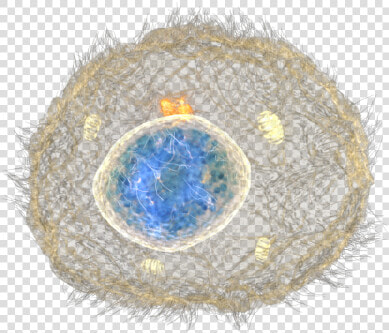 Stem Cell   Stem Cells Clear Background  HD Png DownloadTransparent PNG