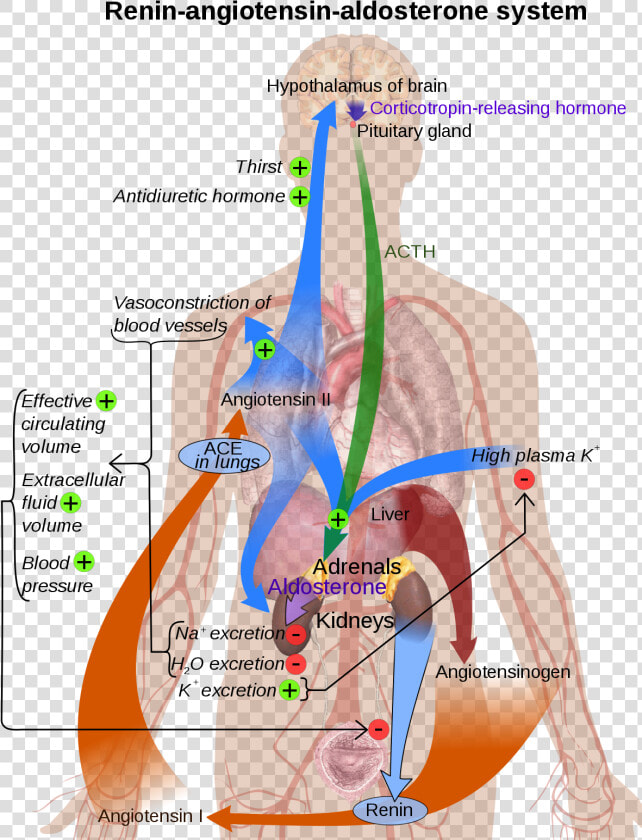 Renin Angiotensin Aldosterone System Diagram  HD Png DownloadTransparent PNG