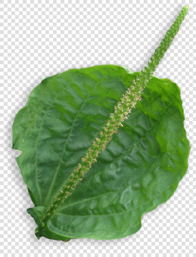 Houseplant  HD Png DownloadTransparent PNG