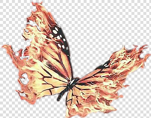 The Flaps Of Flame   Butterfly With Fire Wings  HD Png DownloadTransparent PNG