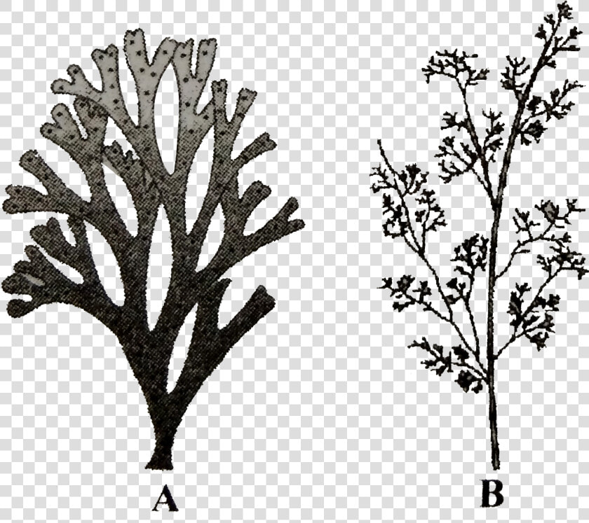 Brown Algae Laminaria Fucus Dictyota  HD Png DownloadTransparent PNG