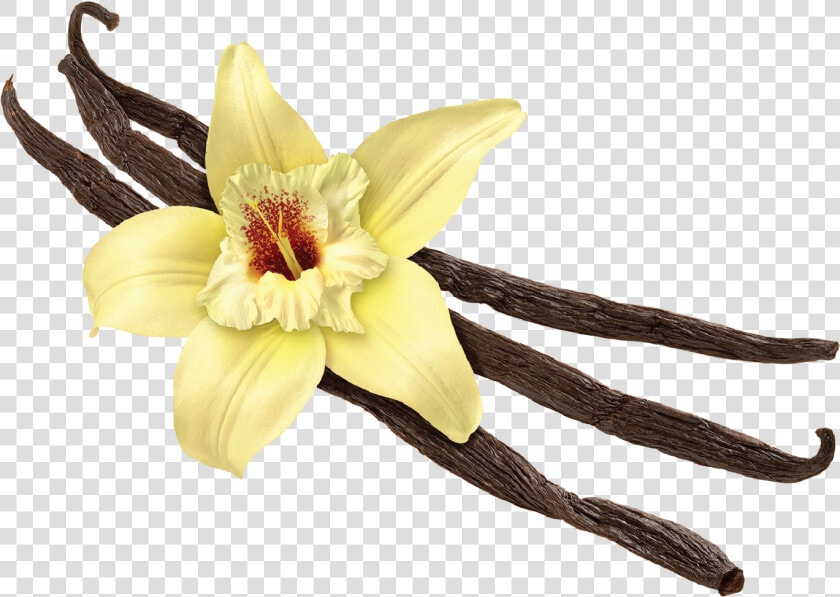 Vanilla Png   Png Download   Natural Vanilla  Transparent PngTransparent PNG