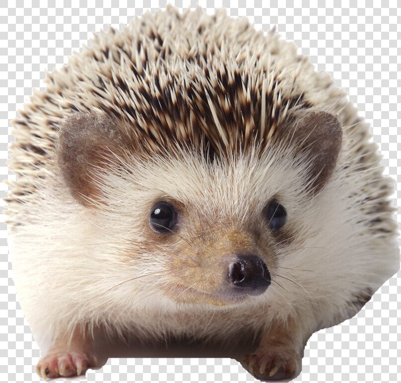 Pet White Bellied Hedgehog  HD Png DownloadTransparent PNG