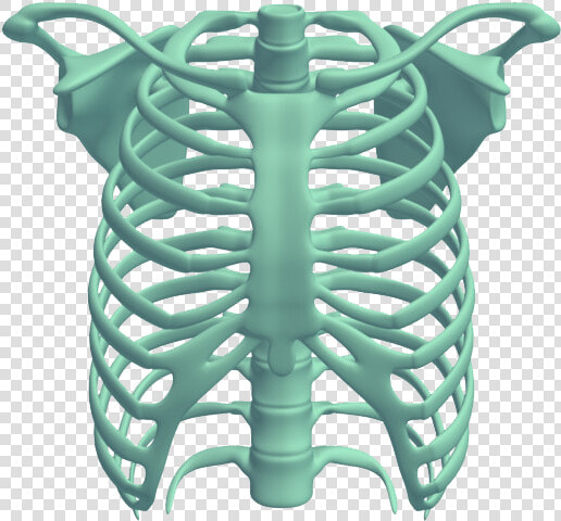 Download Rib Cage   Rib Cage Free  HD Png DownloadTransparent PNG