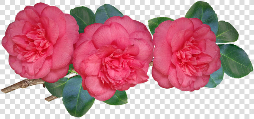 Camellias  Flowers  Stem  Leaves  Shrub  Garden  Nature   Japanese Camellia  HD Png DownloadTransparent PNG