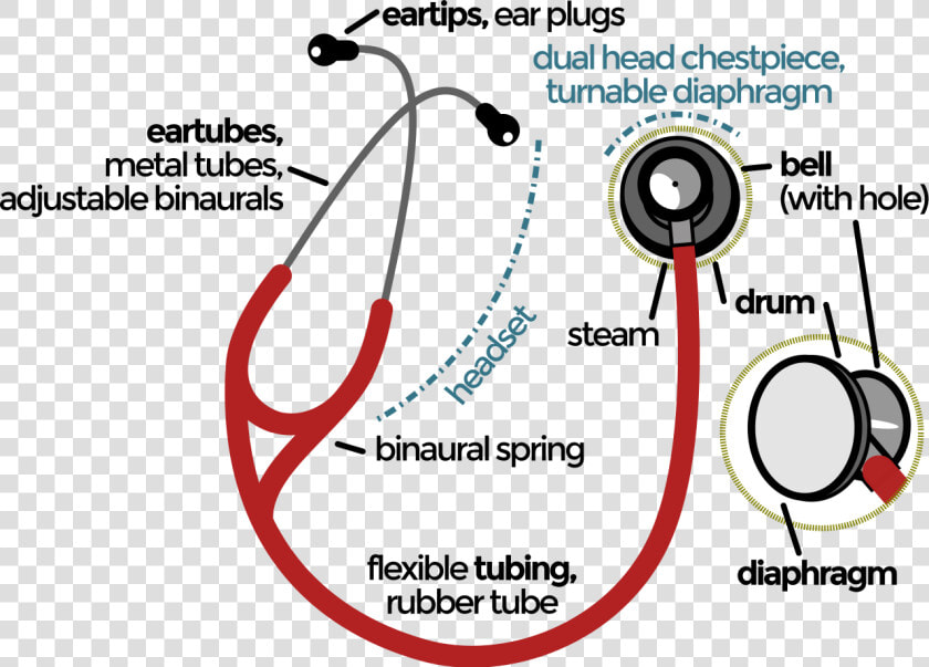 Stethoscope Parts And Functions Pdf  HD Png DownloadTransparent PNG