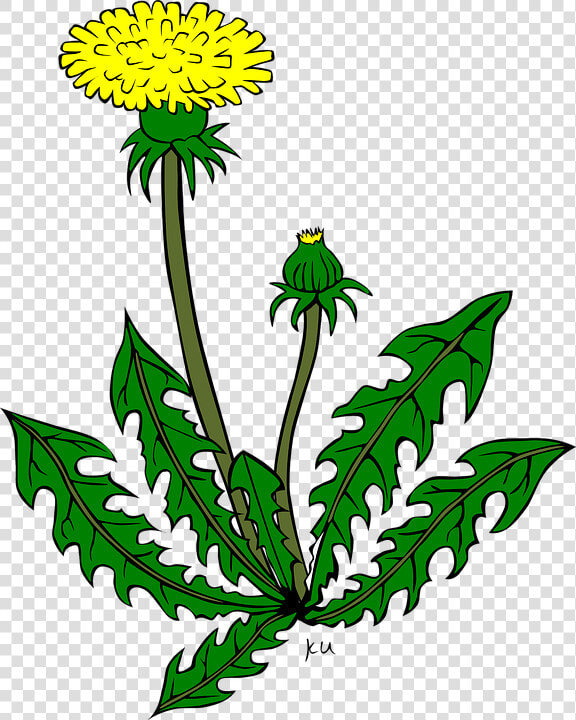 Sea Plants Cliparts 15  Buy Clip Art   Dandelion Clip Art  HD Png DownloadTransparent PNG