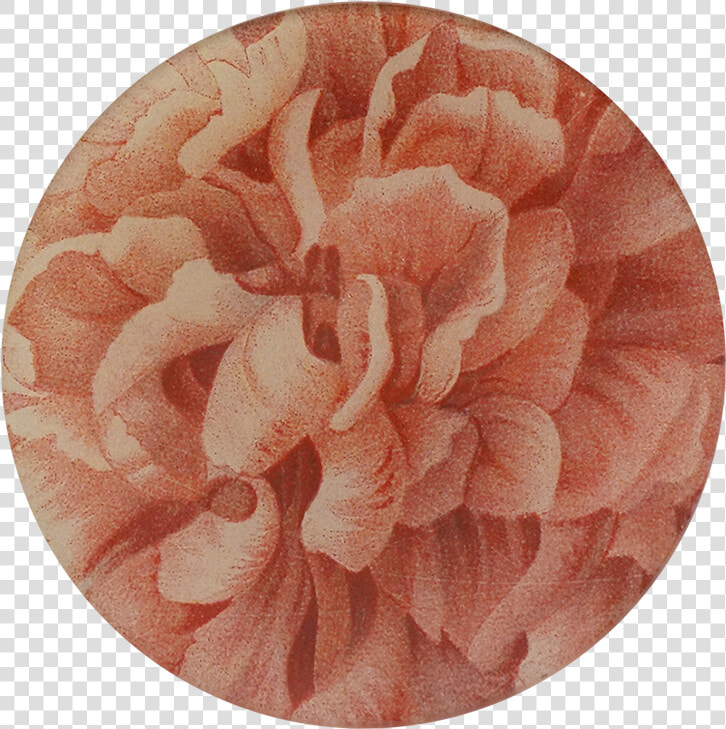 Persian Buttercup  HD Png DownloadTransparent PNG