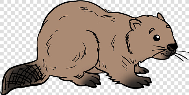 How To Draw Beaver   Step By Step Beaver Easy Drawing  HD Png DownloadTransparent PNG