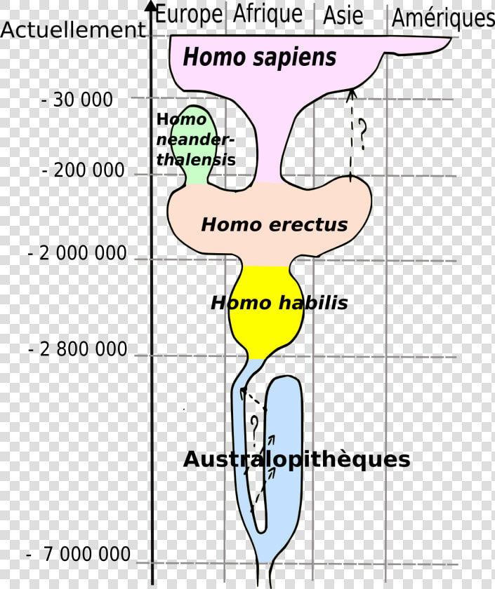 Human Evolution   Current Model For Human Evolution  HD Png DownloadTransparent PNG