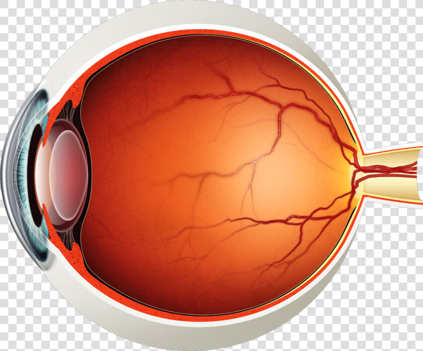 Parts Of The Eyes Png   Retina Png  Transparent PngTransparent PNG