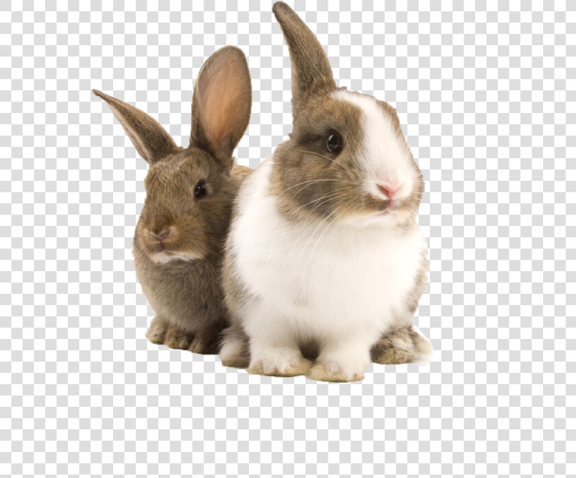 Bunnies Png  transparent Bunny Rabbit Png  Png Download   Guinea Pig Toy Tunnel  Png DownloadTransparent PNG