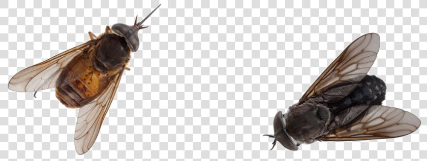 Black Horse Fly Png Pic   Transparent Flies Png  Png DownloadTransparent PNG