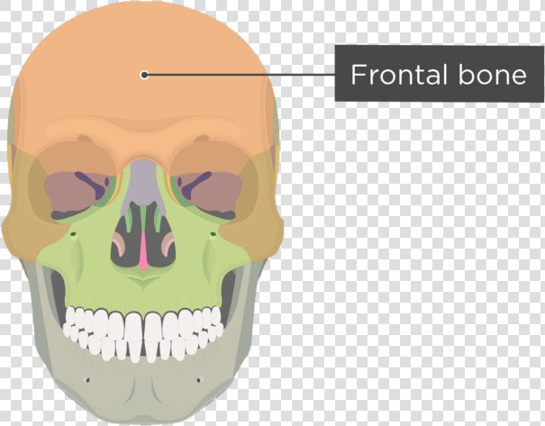 Skull Bones   Anterior View   Frontal Bone   Divisions   Skull Bone Markings  HD Png DownloadTransparent PNG