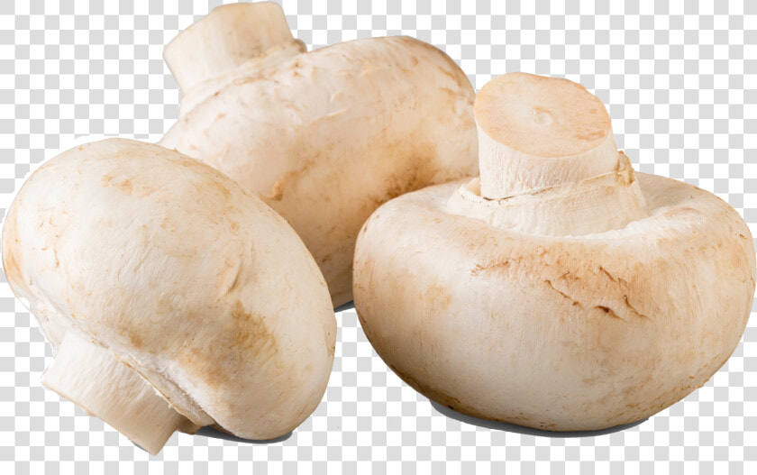 Mushroom Png Transparent Background   Mushroom Transparent  Png DownloadTransparent PNG