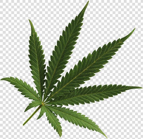 Pot Leaf Transparent Png   Hemp Leaf Transparent Background  Png DownloadTransparent PNG