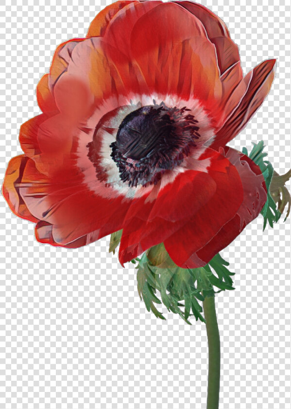  poppy  flower  red   Poppy  HD Png DownloadTransparent PNG