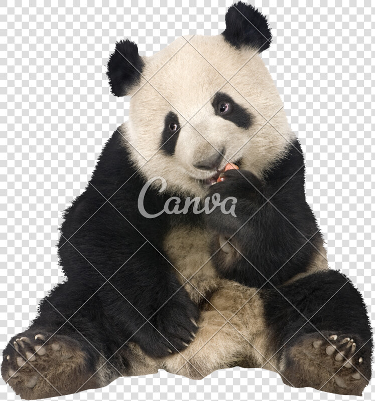 Clip Art Panda Bear Image   Panda Bear Sitting  HD Png DownloadTransparent PNG