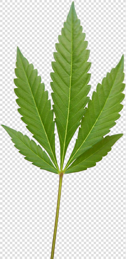 Weed Leaf  Marijuana Weed Png Image   Fern  Transparent PngTransparent PNG