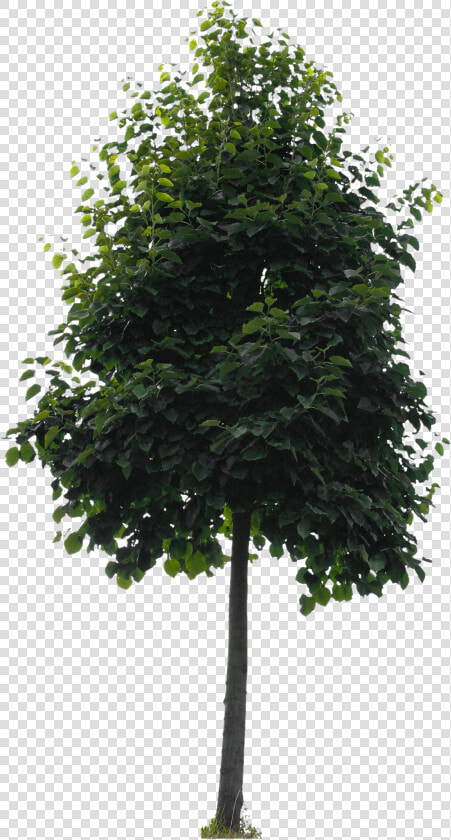 Small Tree Png   Png Download   Upright Tree For Photoshop  Transparent PngTransparent PNG