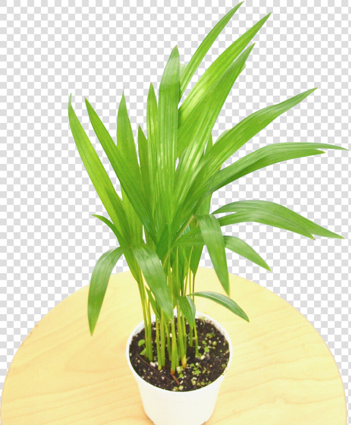 Flowerpot  HD Png DownloadTransparent PNG