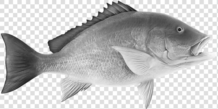 Grilled Whole Snapper   Red Snapper Clipart  HD Png DownloadTransparent PNG