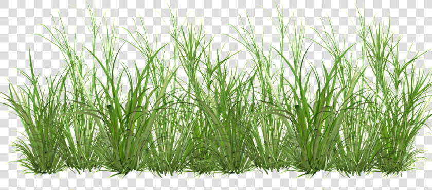 Grass Cartoon Transparent   Cartoon Grass Png Transparent  Png DownloadTransparent PNG