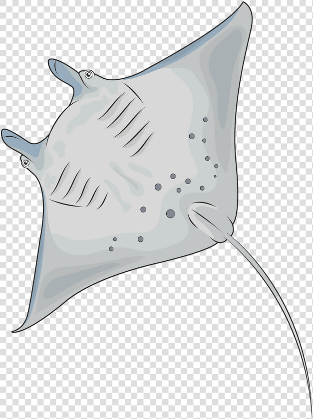 Manta Ray  HD Png DownloadTransparent PNG