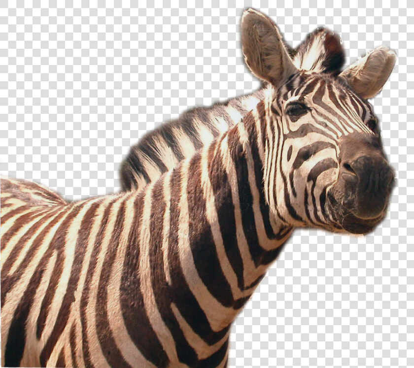 Download Zebra Png Transparent Image   Quagga Transparent  Png DownloadTransparent PNG