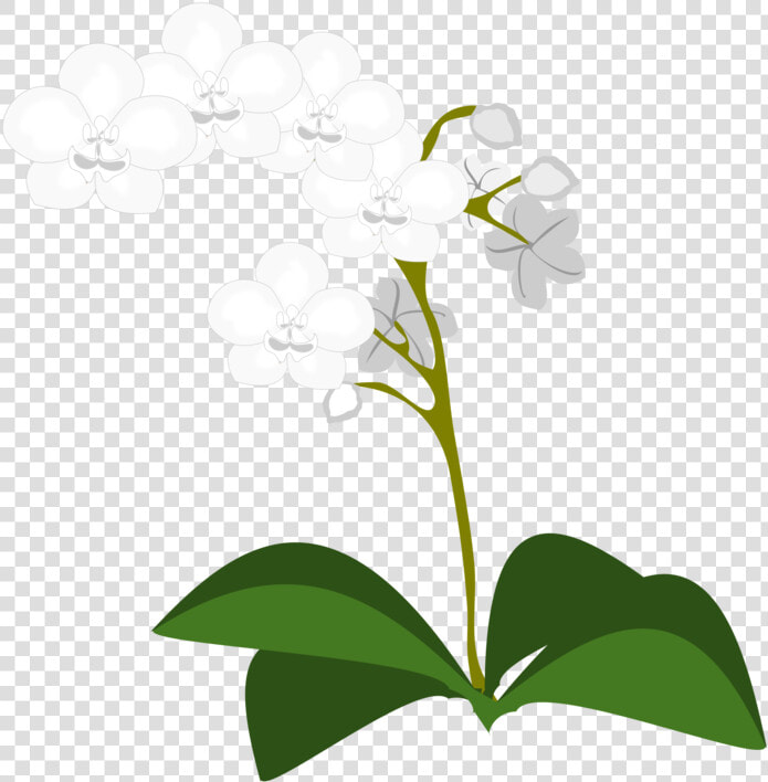 Moth Orchids Flowering Plant Plants  HD Png DownloadTransparent PNG