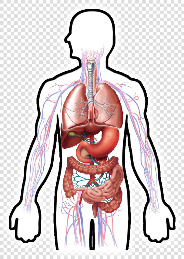 Digestive System Clipart Hd  Hd Png Download   Png   Digestive System Hd Transparent  Png DownloadTransparent PNG