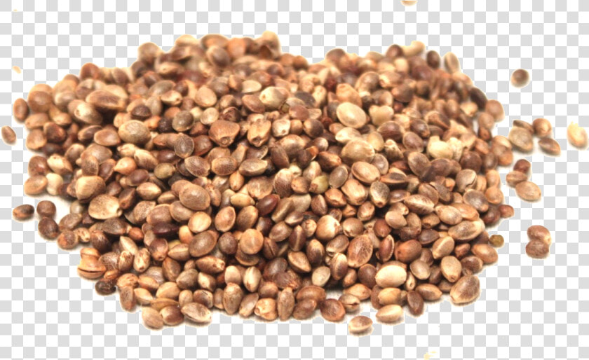 Hemp Seeds Png Picture   Hemp Seed Png  Transparent PngTransparent PNG