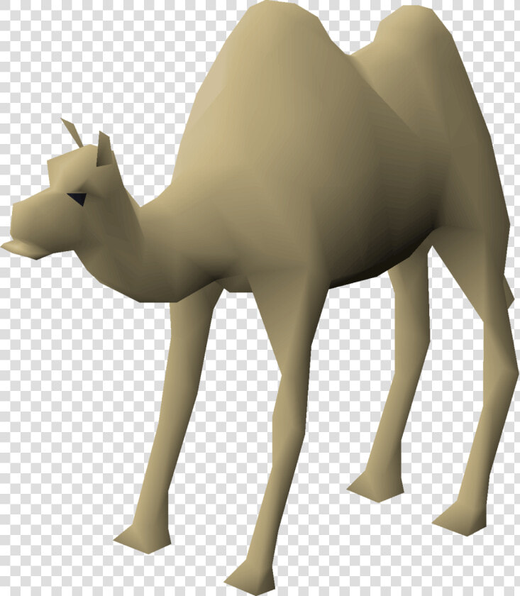 Arabian Camel  HD Png DownloadTransparent PNG