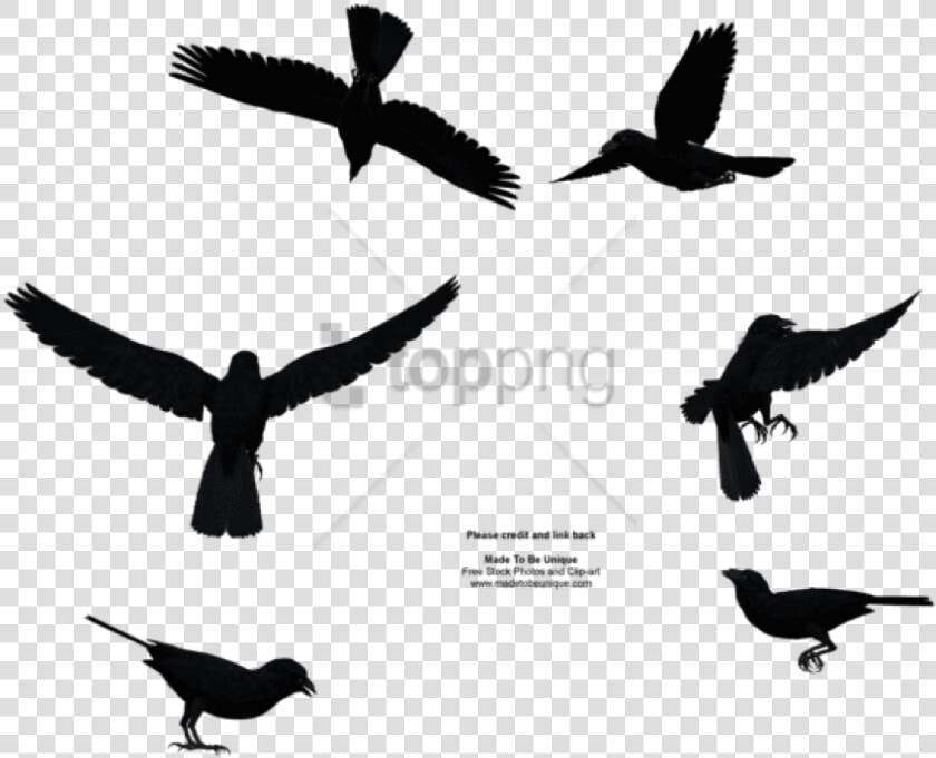 Free Png Download Bird Flying From Above Png Images   Bird Flying From Above  Transparent PngTransparent PNG