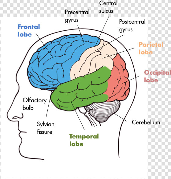 The Brains Of Various Animals Mouse  Cat  Dog  Rhesus  HD Png DownloadTransparent PNG