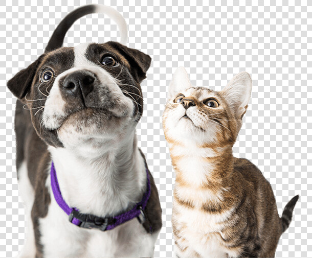 Dog And Cat Looking Up   Happy Dog And Cat Png  Transparent PngTransparent PNG