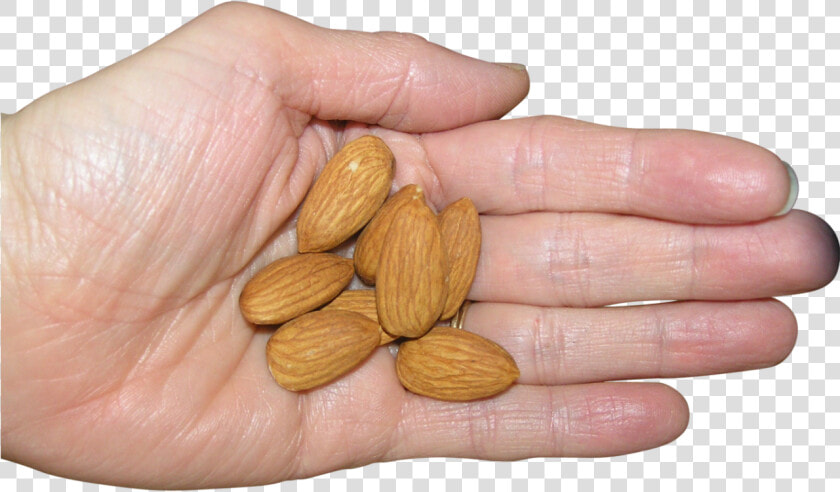 Almonds In Palm Png Image   Almond  Transparent PngTransparent PNG