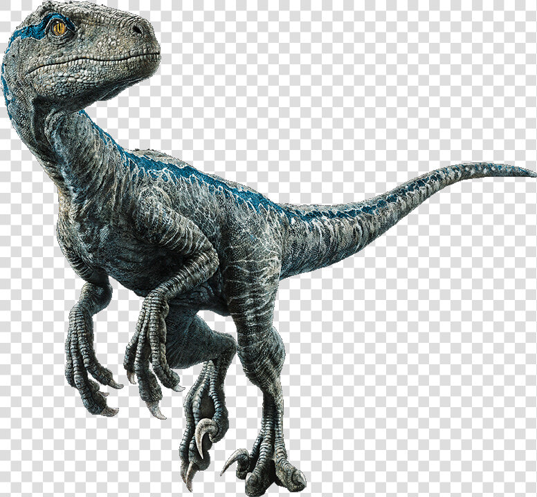 Blue The Velociraptor V4 By Sonichedgehog2 On   Jurassic World Blue Png  Transparent PngTransparent PNG