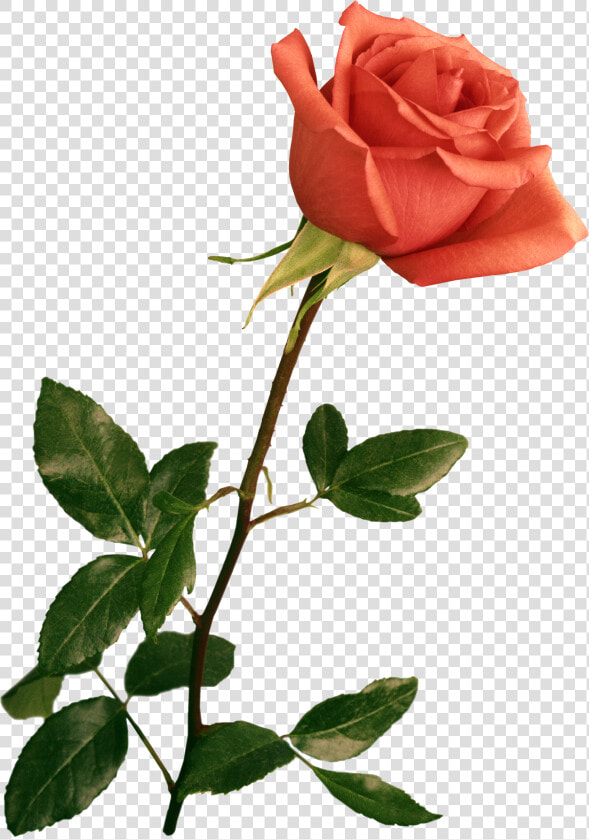 Clipart Resolution 500 713   Flower Png For Photoshop  Transparent PngTransparent PNG