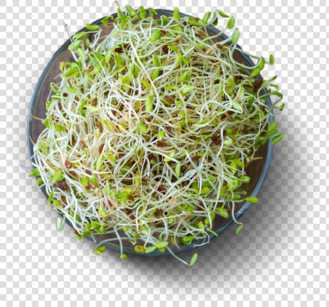 Alfalfa High Protein Vegetables  HD Png DownloadTransparent PNG