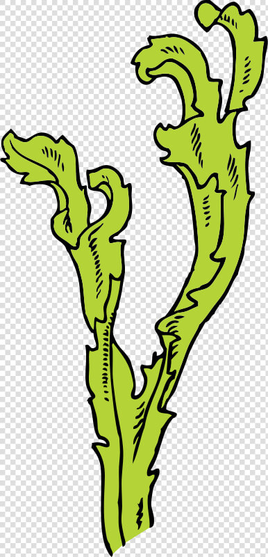 Seaweed   Seaweed Clip Art  HD Png DownloadTransparent PNG