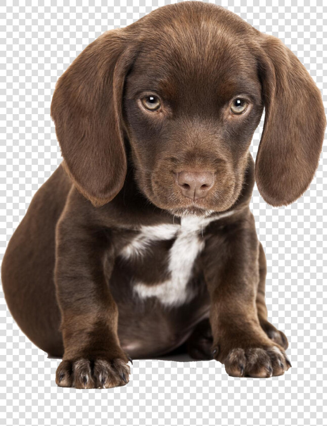 Cute Puppies Free Pictures   Cute Sad Puppy Png  Transparent PngTransparent PNG