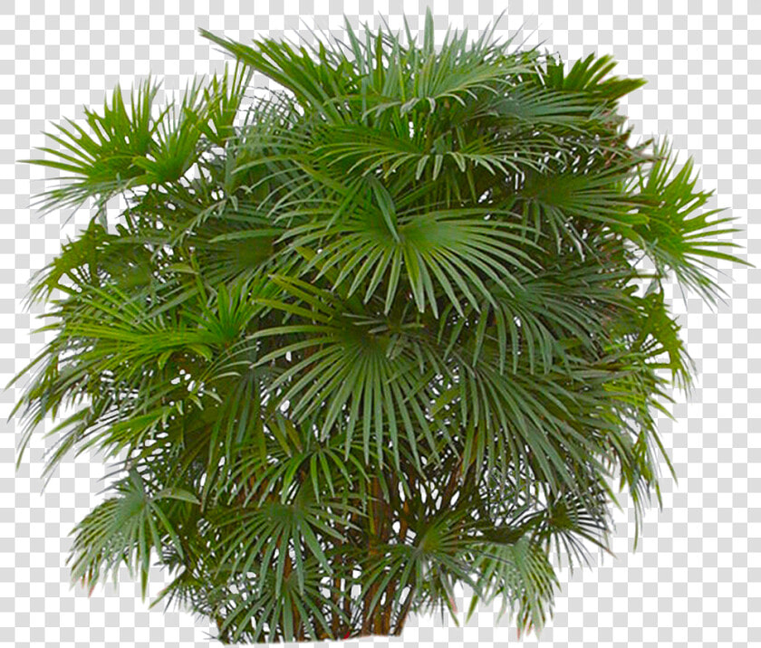 Bushes Png Free Download   Transparent Background Bush Png  Png DownloadTransparent PNG