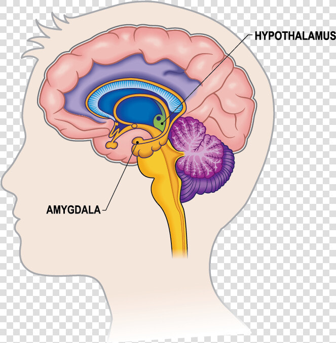 Limbic System In Brain  HD Png DownloadTransparent PNG