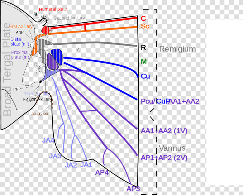 Wing Articulation In Insects  HD Png DownloadTransparent PNG