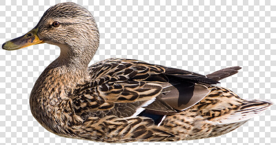 Wild Duck  Swim  Hen  Isolated  Mallard  Duck  Bird   Pato Nadando Png  Transparent PngTransparent PNG