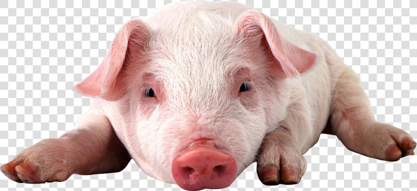 Physically Impossible For Pigs To Look Up Into The  HD Png DownloadTransparent PNG