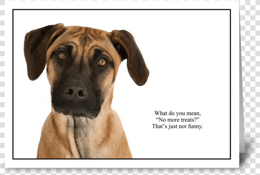 No More Treats Greeting Card   Black Mouth Cur  HD Png DownloadTransparent PNG