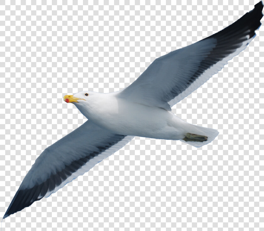 Seabird Seagull Png Download   Seagull Png  Transparent PngTransparent PNG